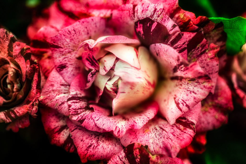 dark red vintage rose